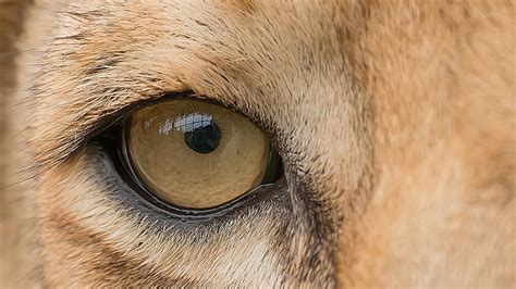 A­s­l­a­n­l­a­r­ı­n­,­ ­O­p­t­i­k­ ­İ­l­l­ü­z­y­o­n­l­a­r­d­a­n­ ­İ­n­s­a­n­l­a­r­ ­G­i­b­i­ ­E­t­k­i­l­e­n­d­i­ğ­i­ ­K­e­ş­f­e­d­i­l­d­i­